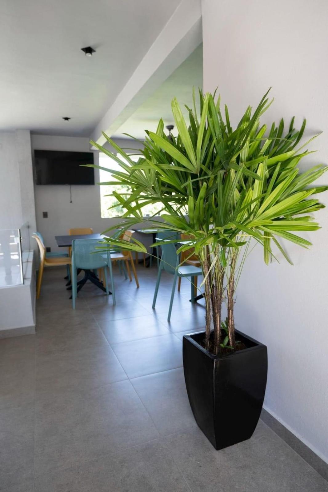 Sophie Hotel Boutique Crucecita  Kültér fotó